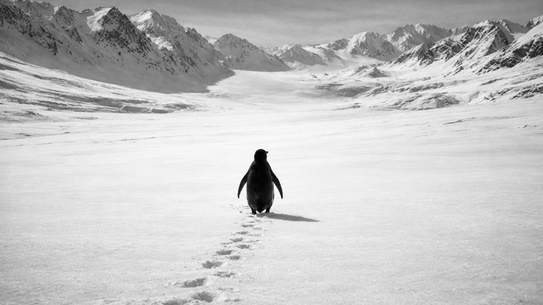 A lone penguin walking toward distant Antarctic mountains